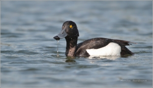 <p>Polák chocholačka (Aythya fuligula) –--- /Tufted duck – Reiherente/</p>